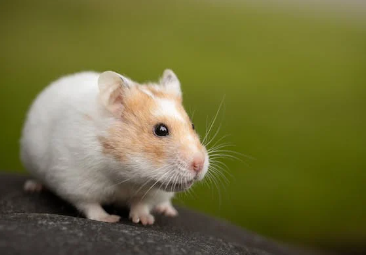 Sakit ng Hamster Symptoms : Paano malaman kung may sakit