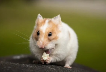 Gaano kahaba ang lifespan ng Hamster?