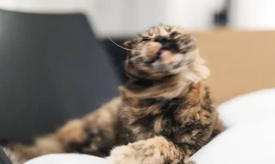 Home Remedy sa Panginginig ng Pusa