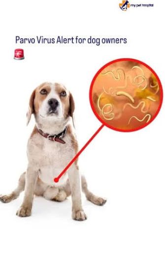 Canine Parvovirus sa Aso: Mga Sintomas, Gamot, at Paraan ng Pag-iwas
